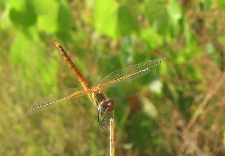 Sympetrum fonscolombii, maschio